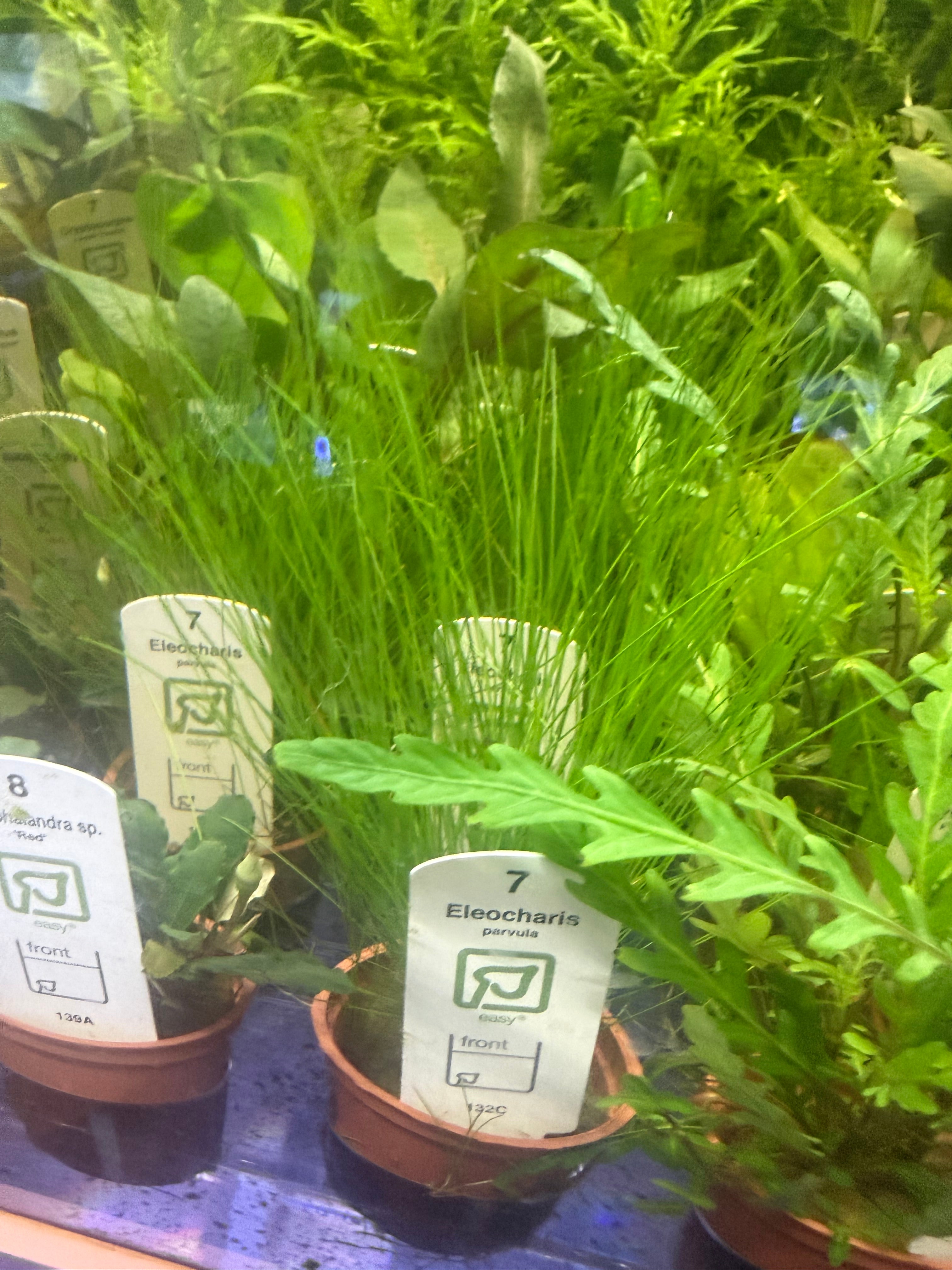 Akvarieplanter
