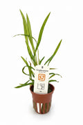 Cryptocoryne Spiralis ‘red’