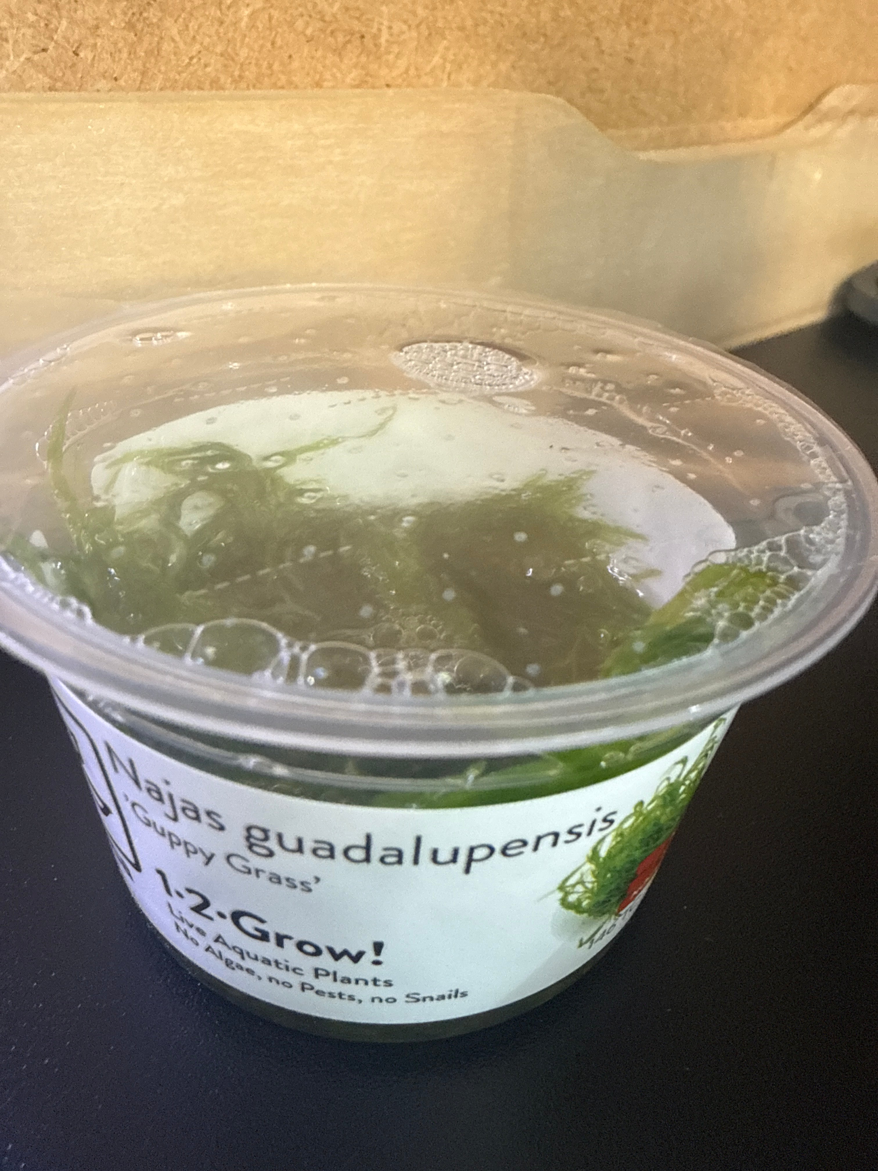 1-2 Grow Najas Guadalupensis “guppy grass”