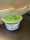 1-2 Grow Rotala Rotundifolia ‘green’