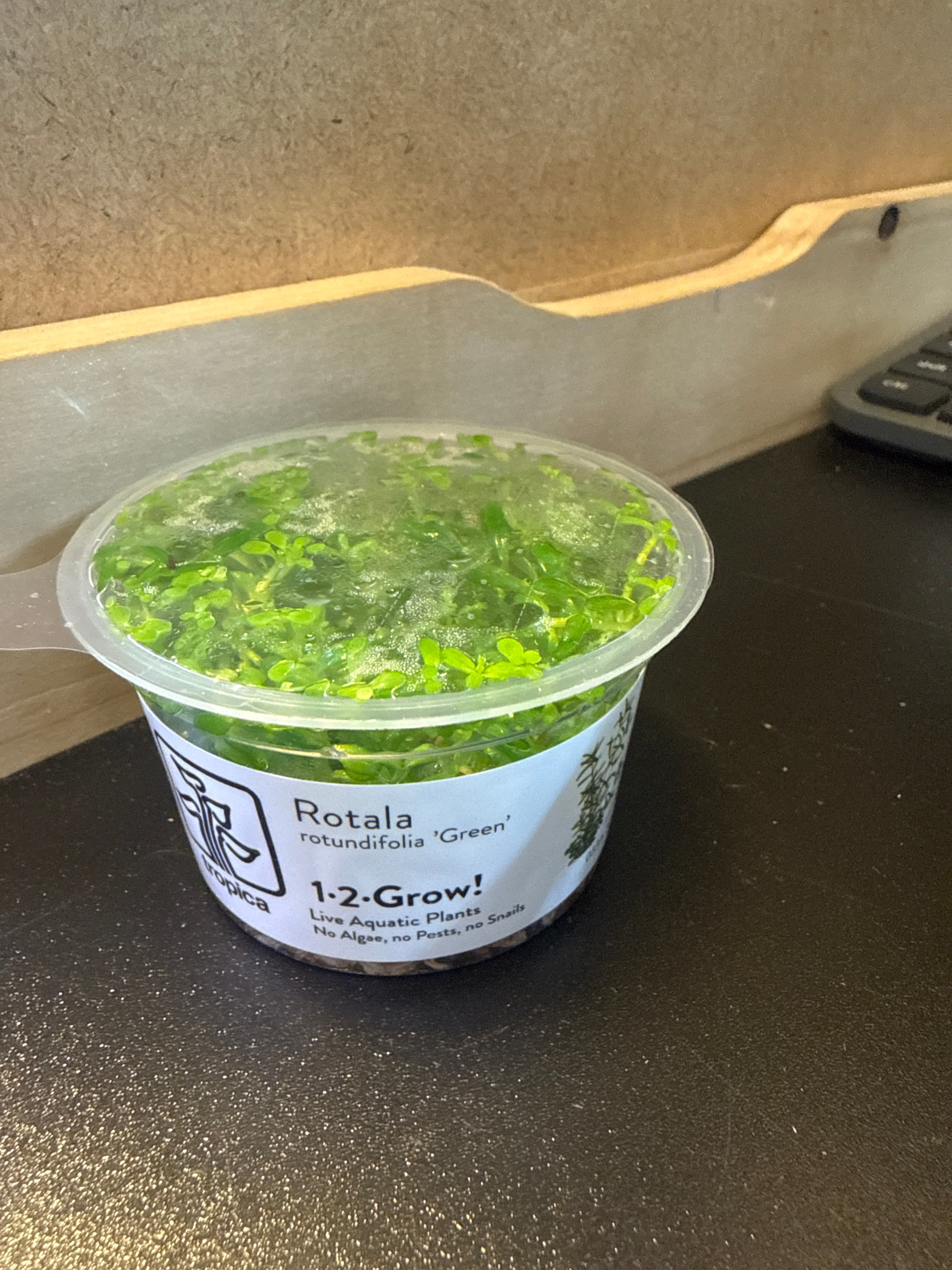 1-2 Grow Rotala Rotundifolia ‘green’