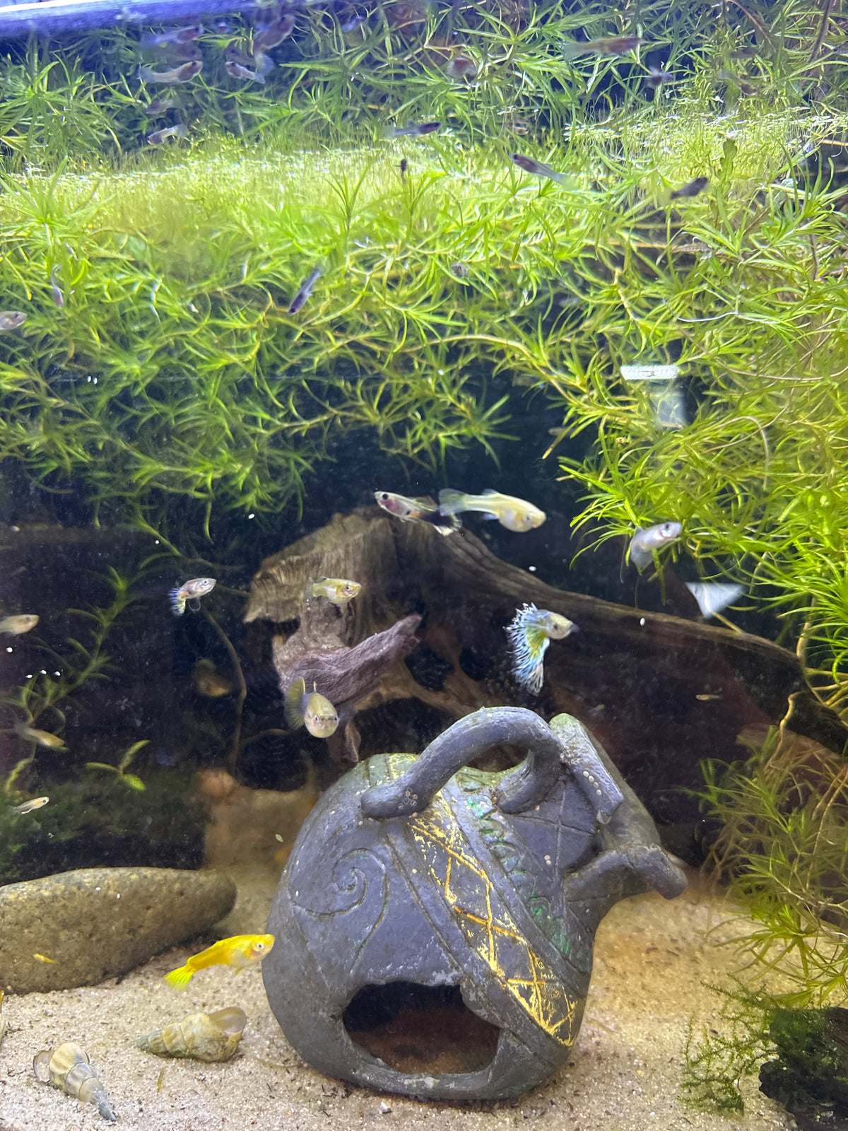 Guppy Mix
