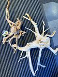 Desert root Large