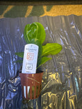 Echinodorus ‘Aquartica’