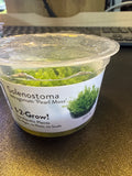 1-2 Grow Solenostoma Tetragonum ‘Pearl moss’