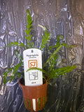 Hygrophila Pinnatifida