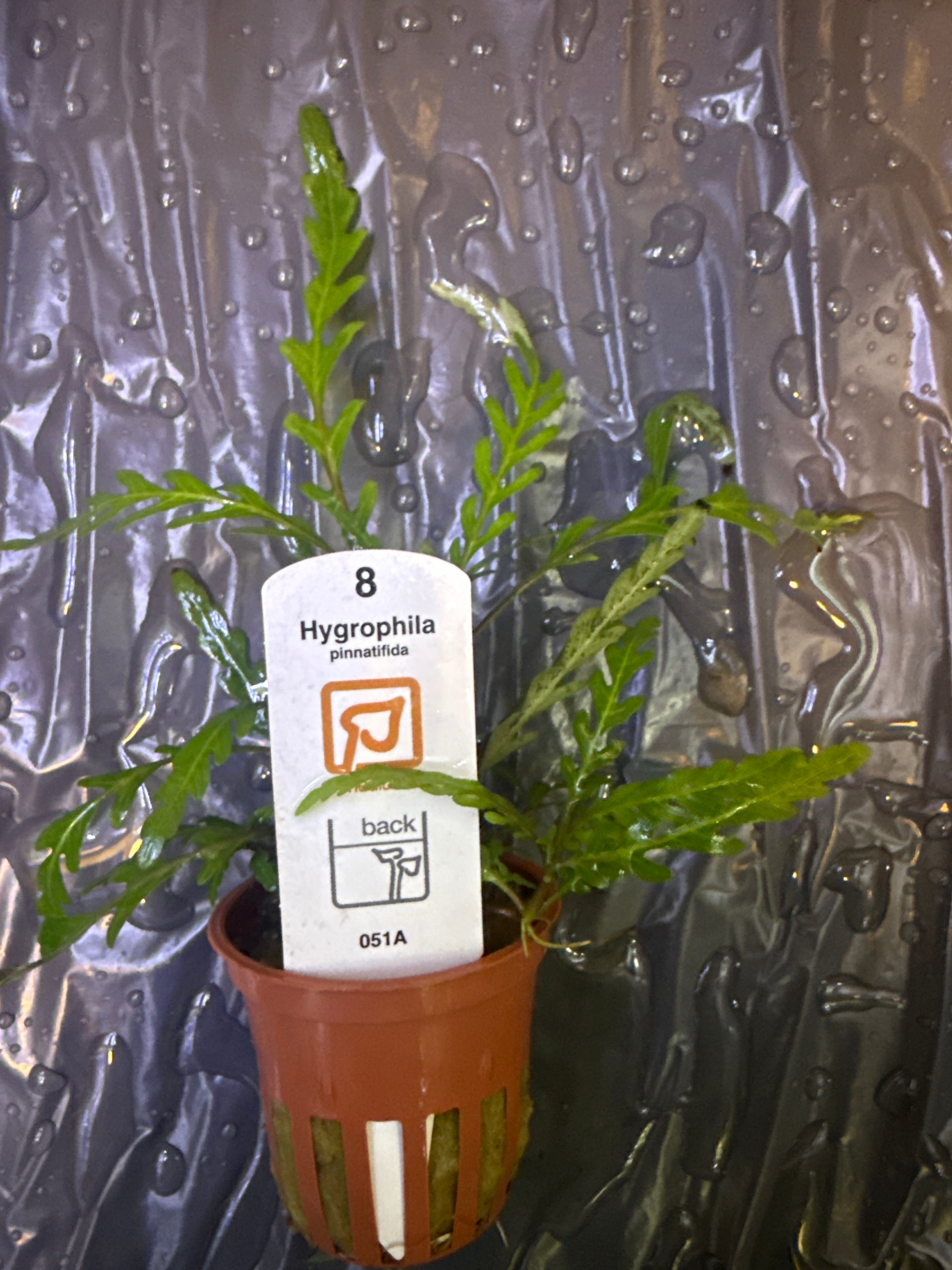 Hygrophila Pinnatifida