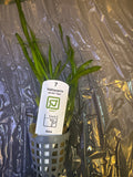 Vallisneria Spiralis ‘Tiger’