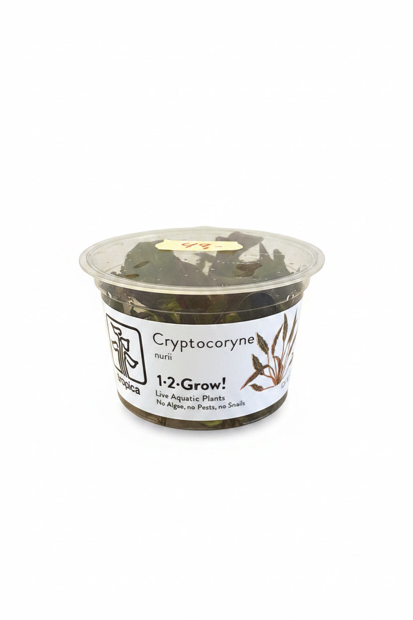 1-2 Grow Cryptocoryne Nurii