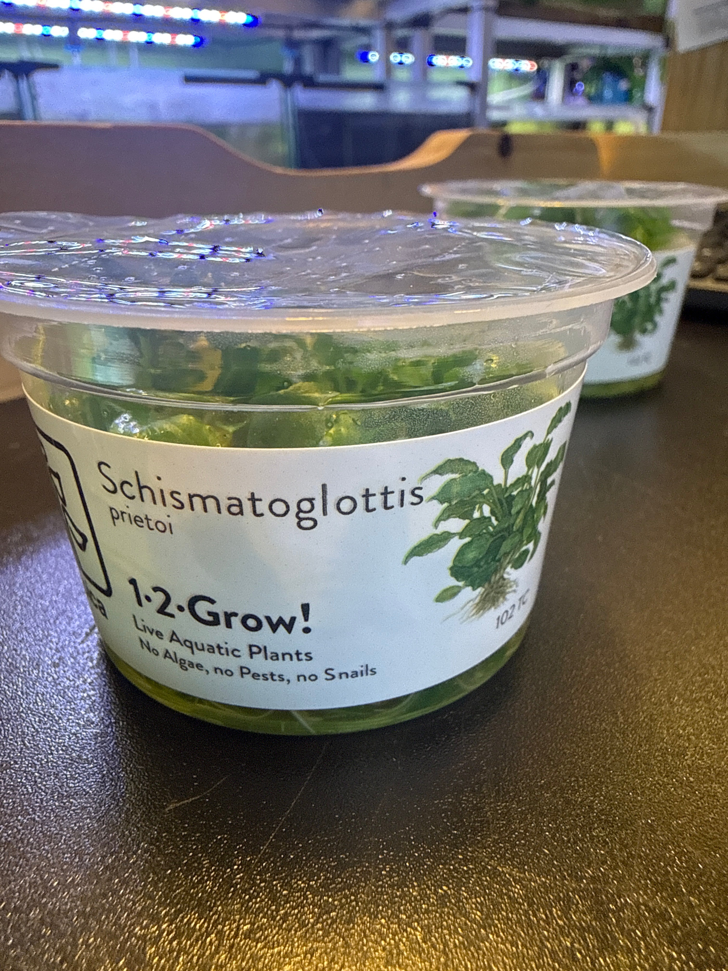 1-2 Grow Schismatiglottis Prietoi