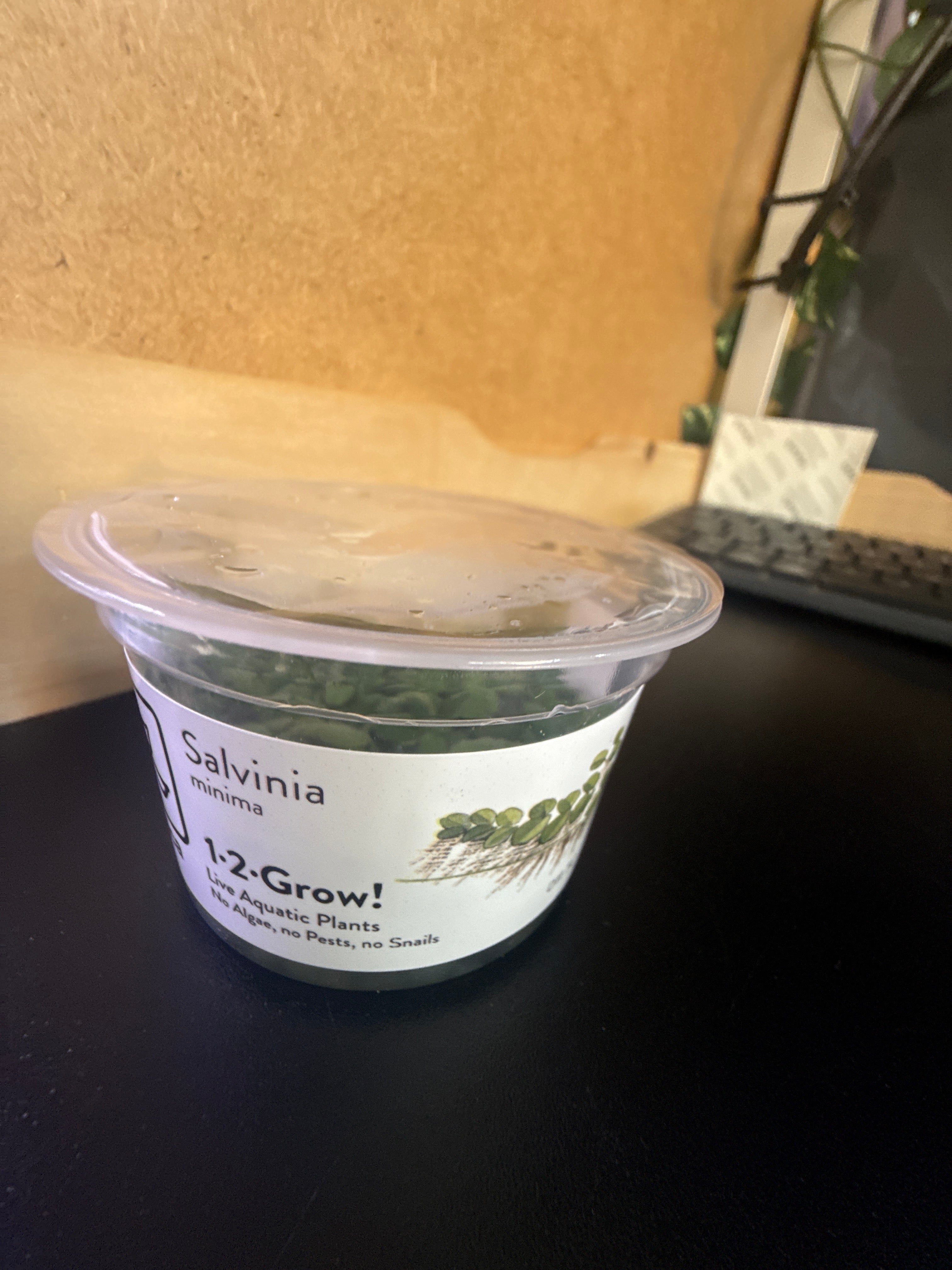 1-2 Grow Salvinia minima