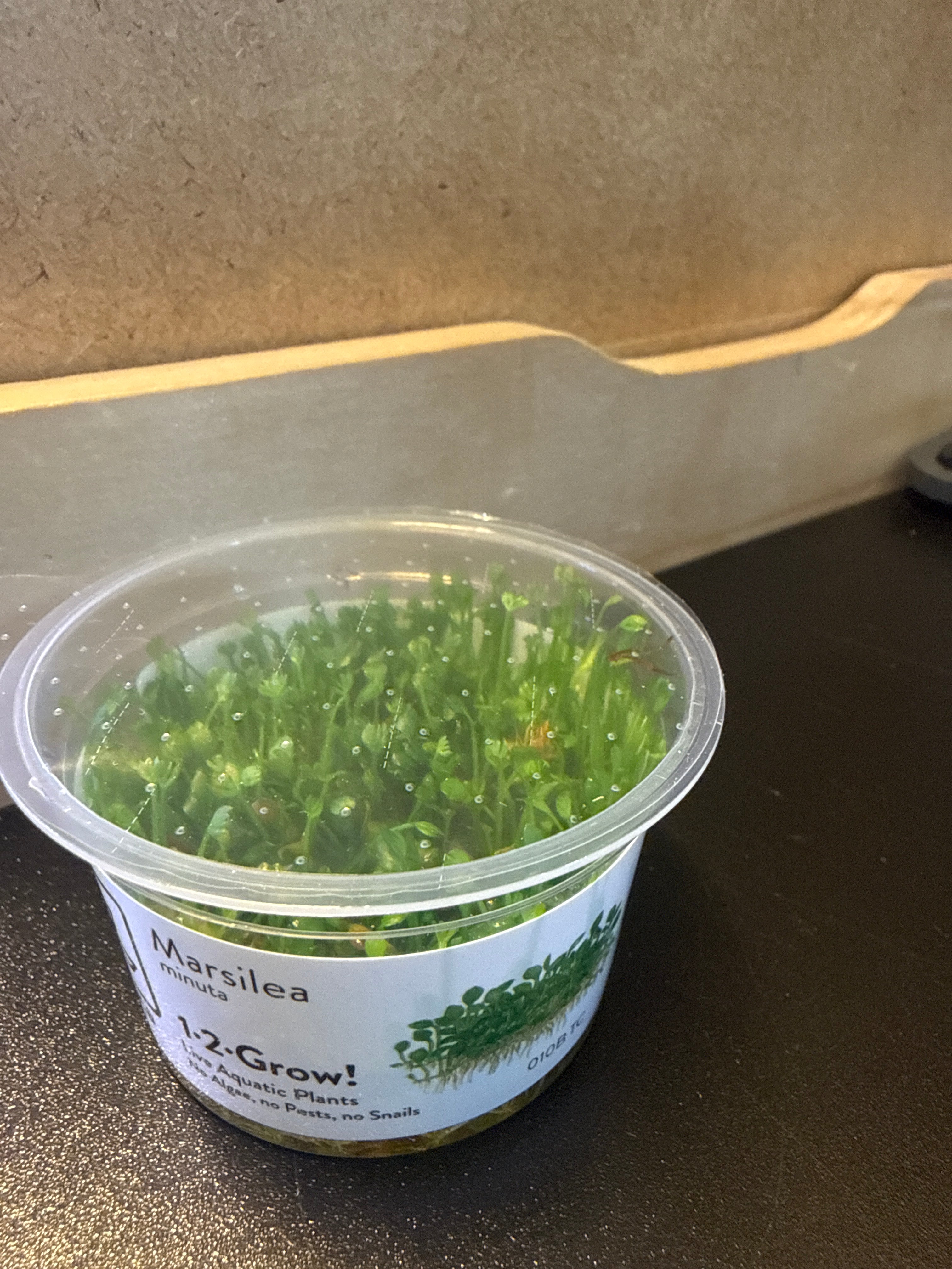 1-2 Grow Marsilea Minuta