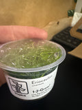 1-2 Grow Eriocaulon Cinereum