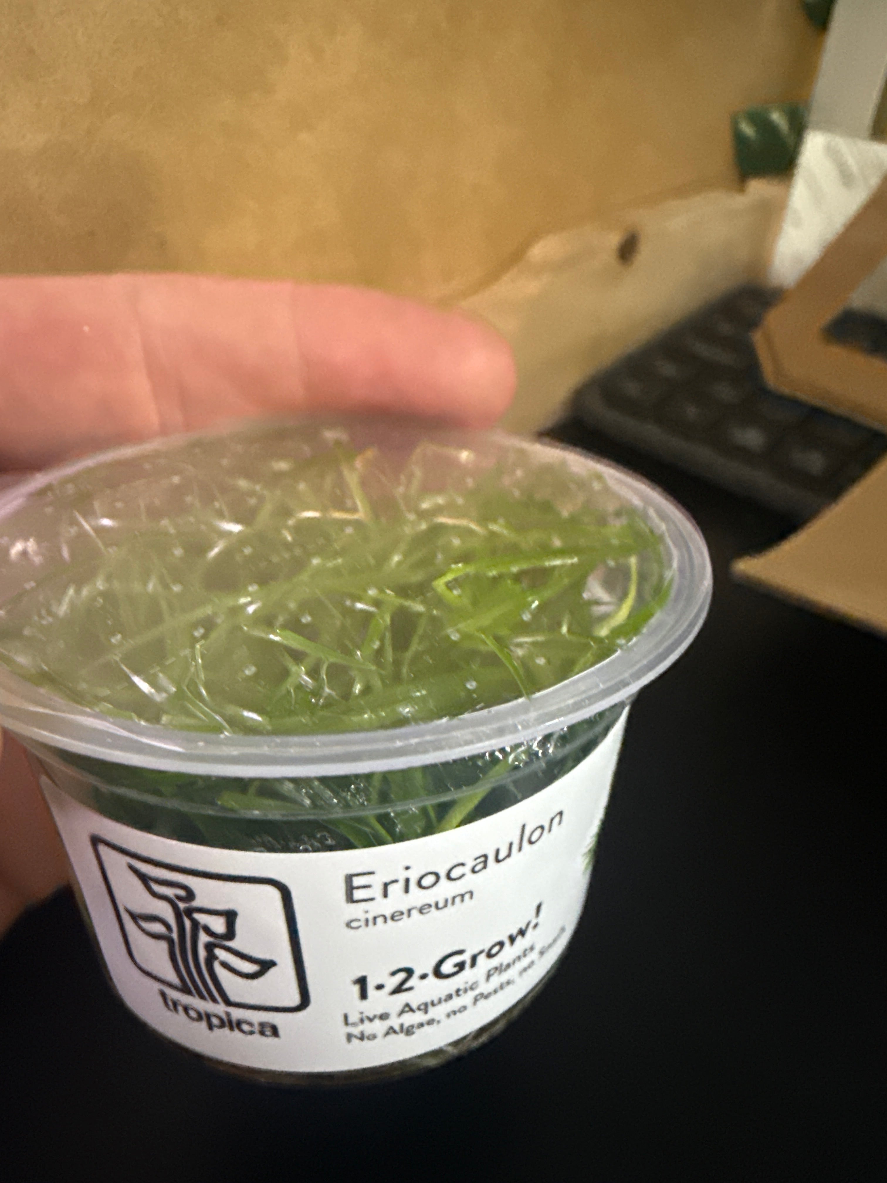 1-2 Grow Eriocaulon Cinereum