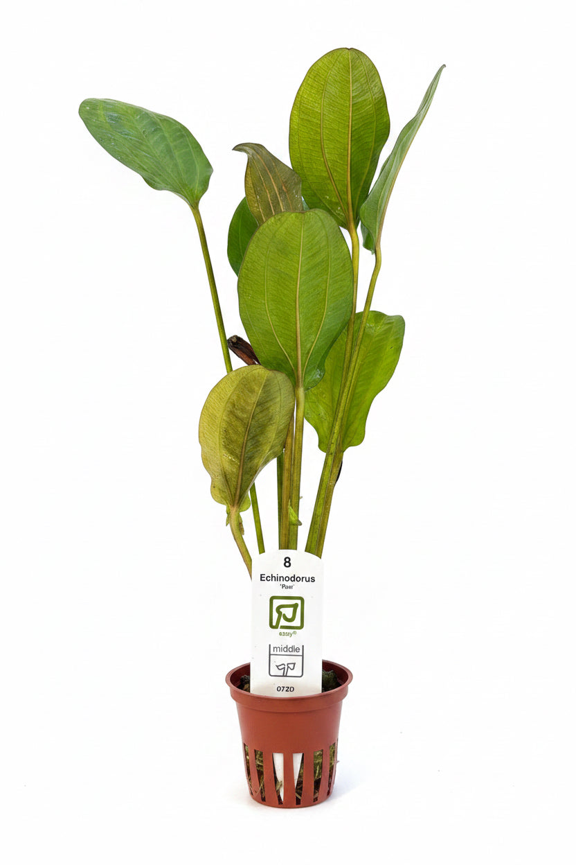 Echinodorus ‘Reni’