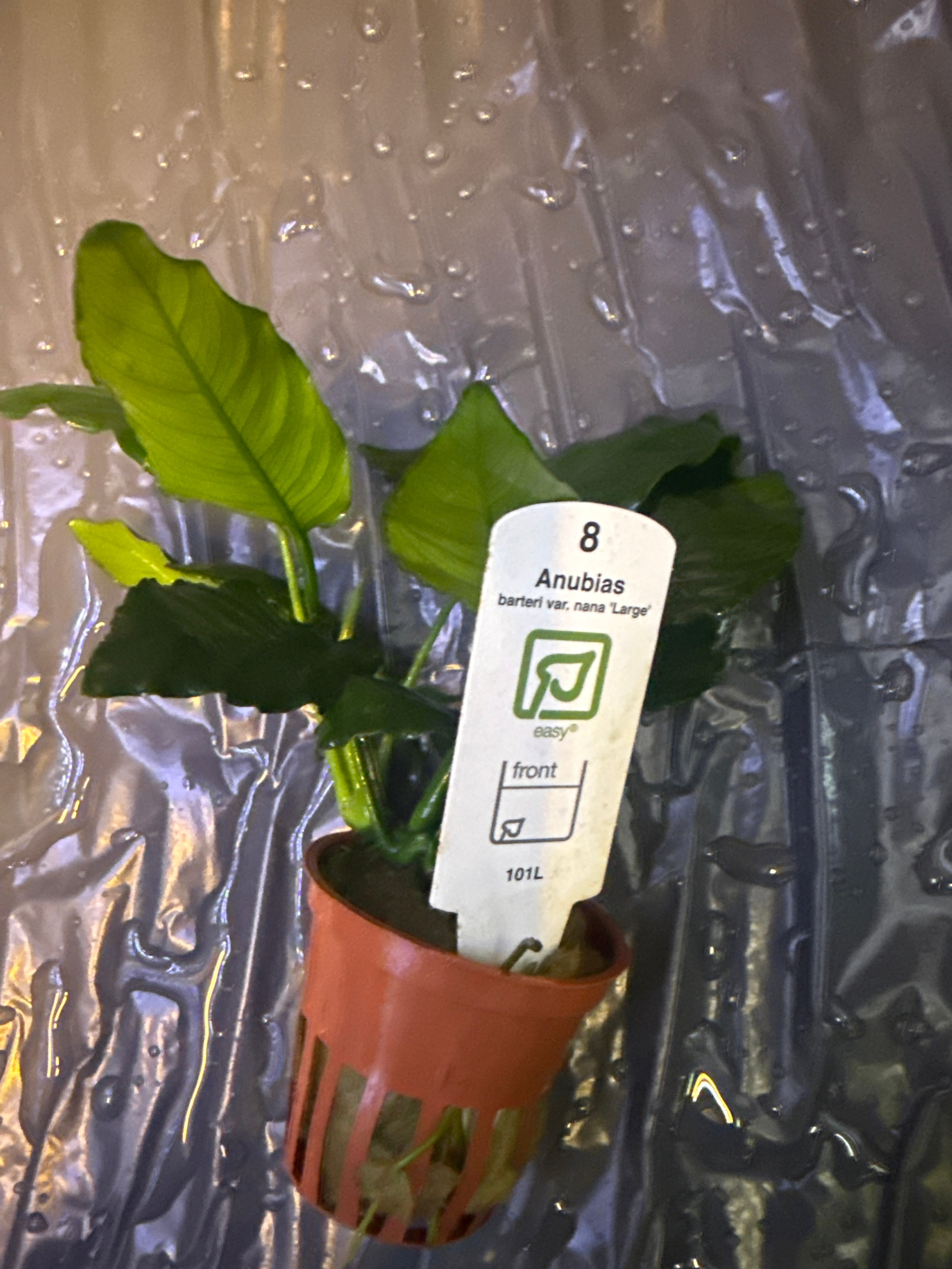 Anubias barteri var ‘Nana’ large