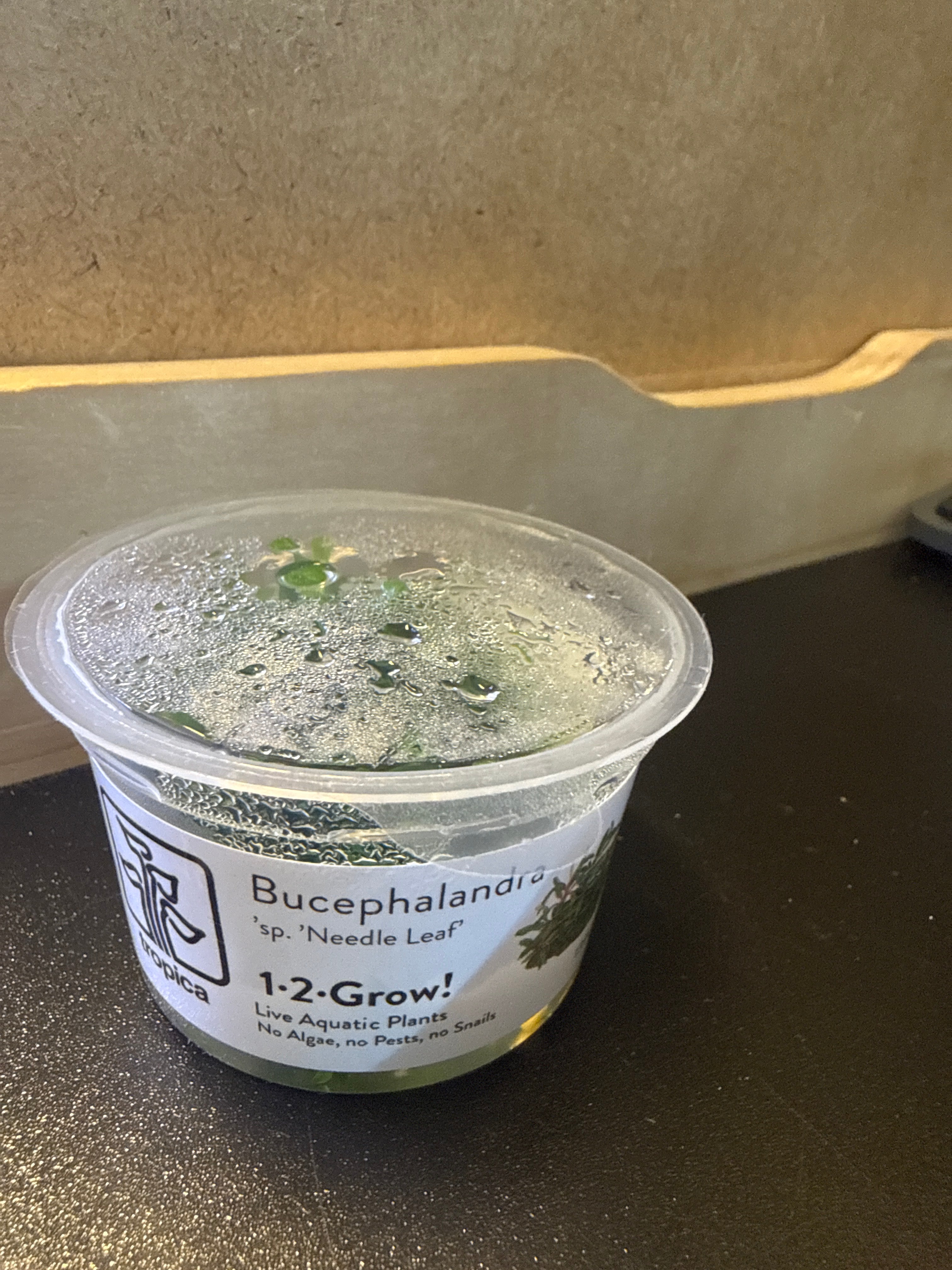 1-2 Grow Bucephalandra sp ‘needle leaf’