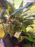 Moderplante cryptocoryne Wendtii ‘tropica
