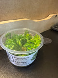 1-2 Grow Hygrophila Odora ‘Difformis’