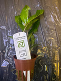 Cryptocoryne Undulata ‘Broad leaf’