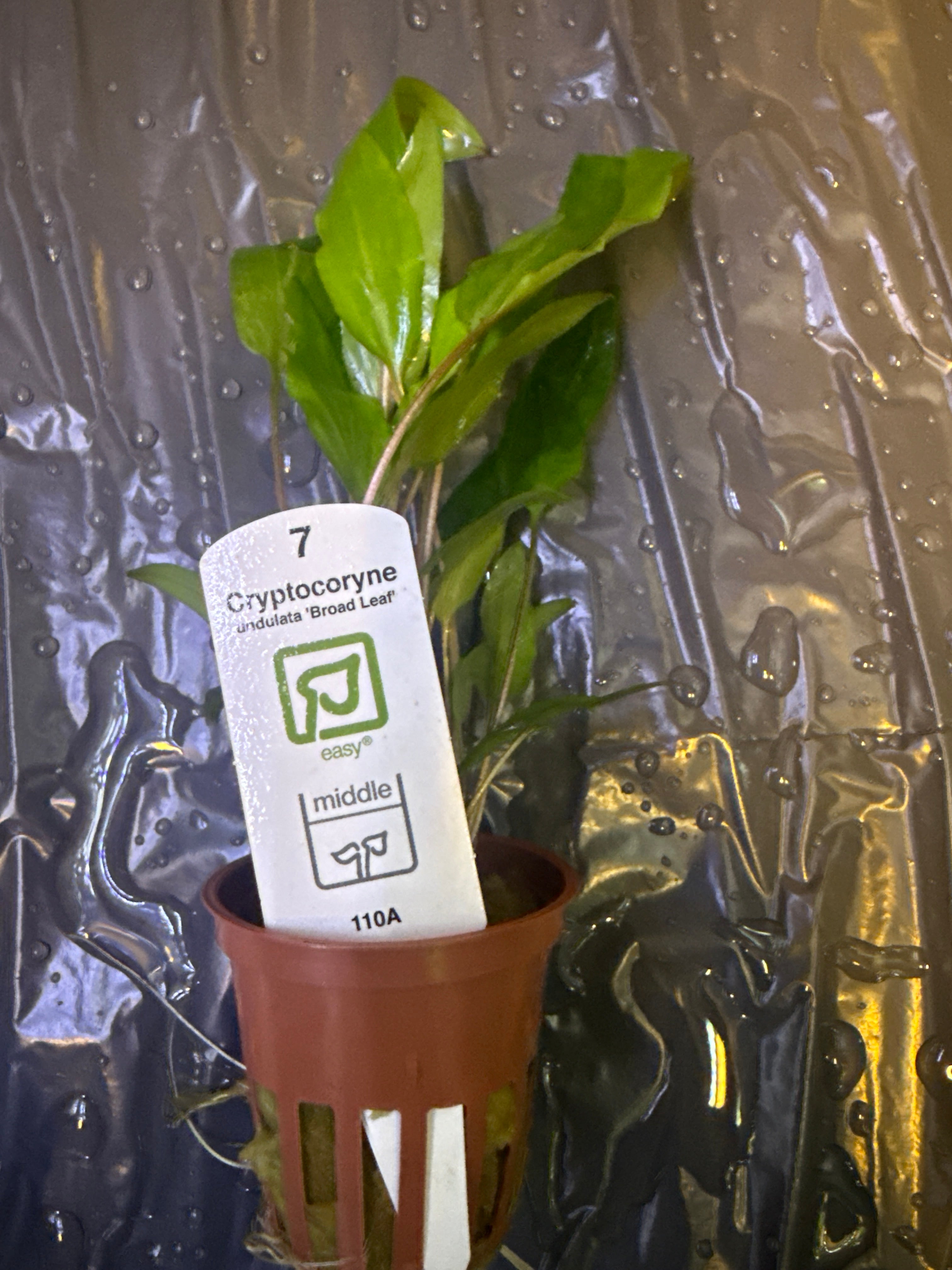 Cryptocoryne Undulata ‘Broad leaf’