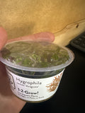 1-2 Grow Hygrophila Lancea ‘Araguaia’