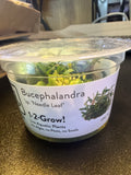 1-2 Grow Bucephalandra sp ‘Needle Leaf’