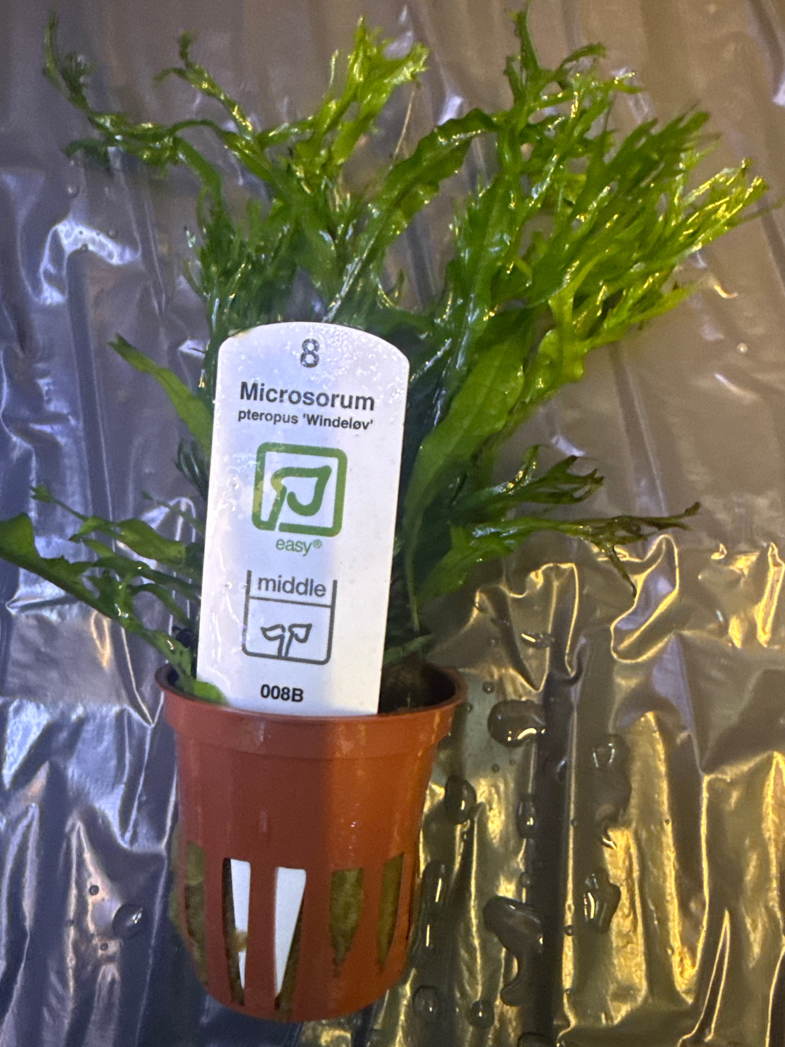 Microsorum Pteropus ‘Windeløv’