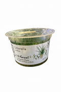 1-2 Grow Littorella Uniflora