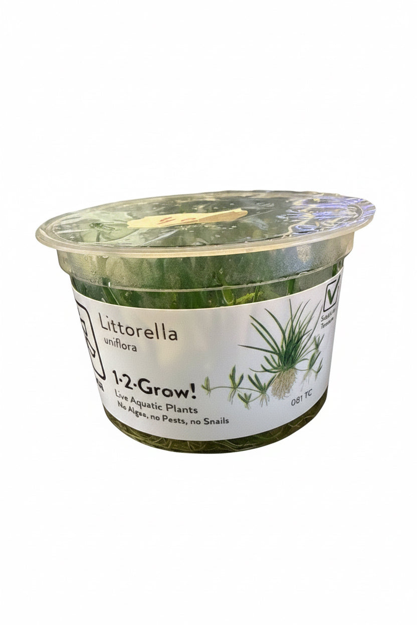 1-2 Grow Littorella Uniflora