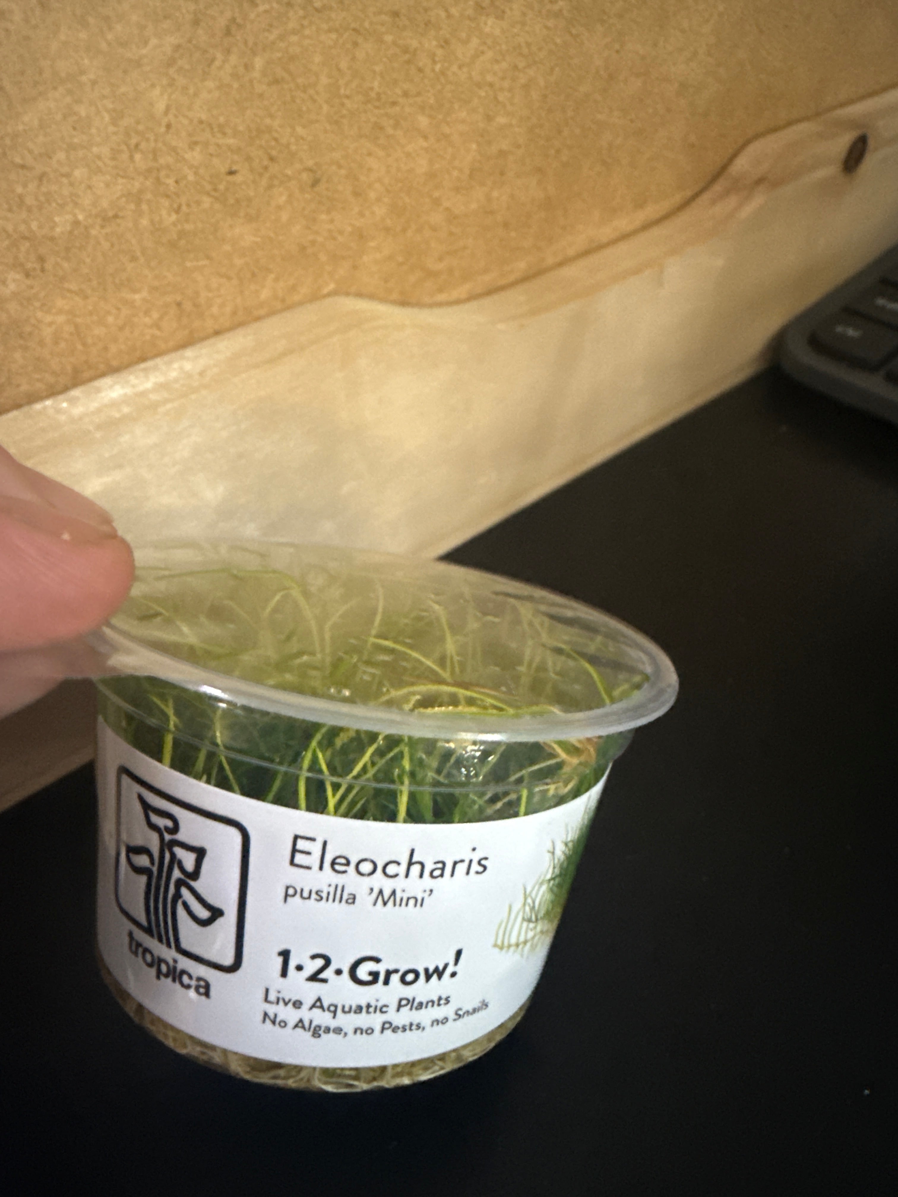 1-2 Grow Elocharis Pusilla ‘mini’