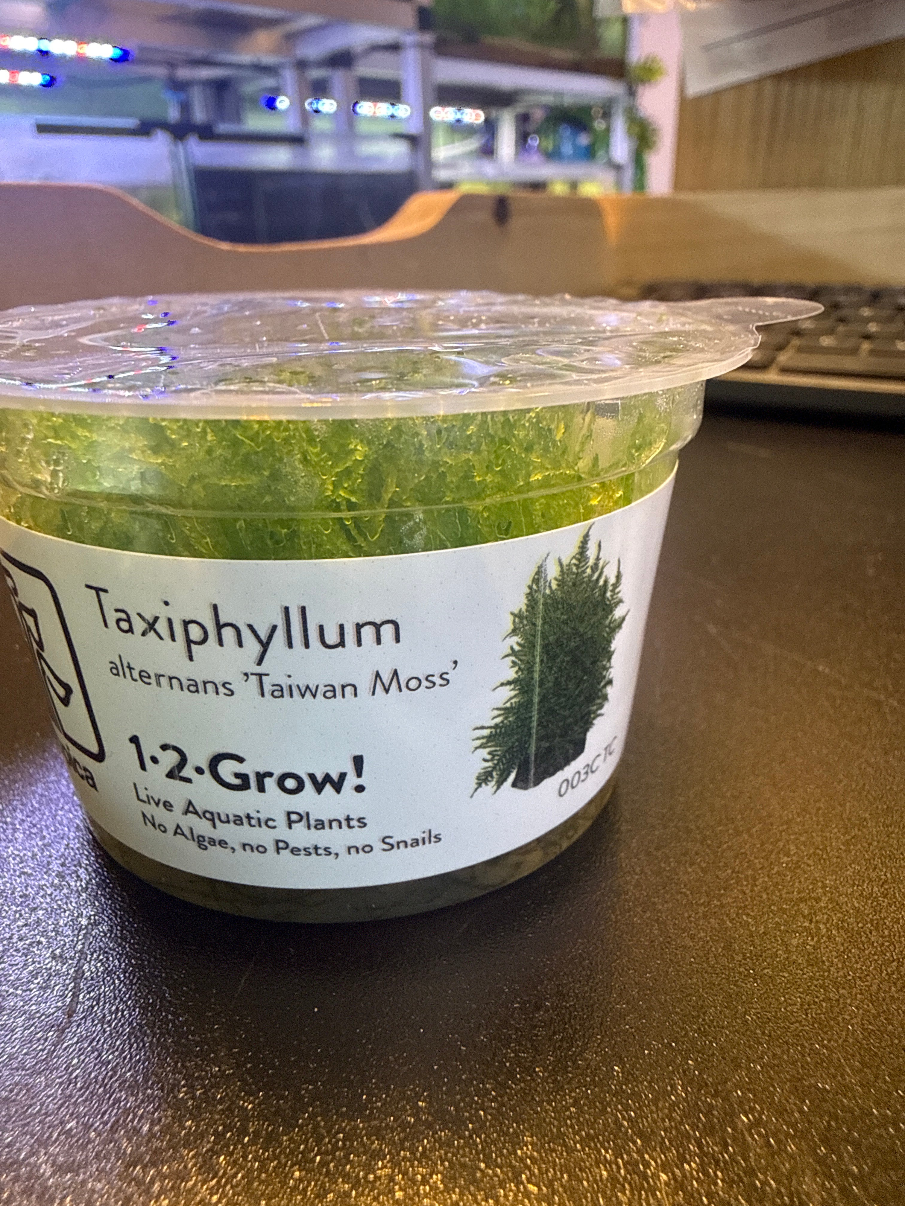1-2 Grow Taxiphyllum Alternans ‘Taiwan moss’