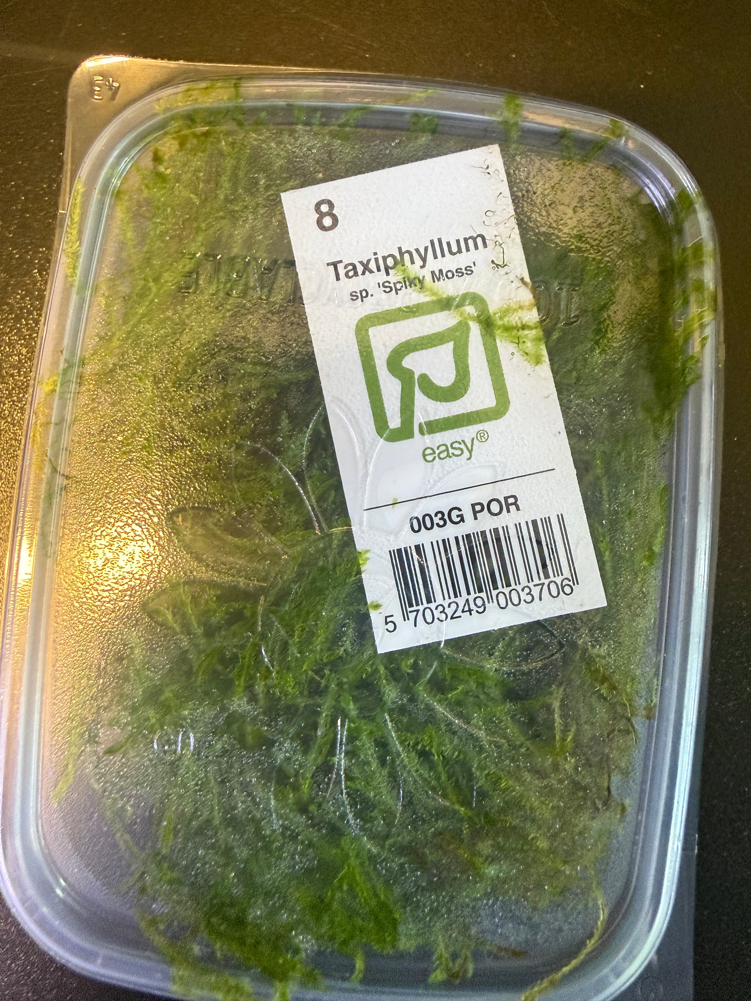 Taxiphyllum so. ‘Spikey moss’ - portion