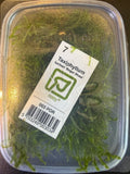 Taxiphyllum Barbieri ‘Bogor moss’ - portion