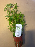 Hygrophila Polysperma “Rosernavig’