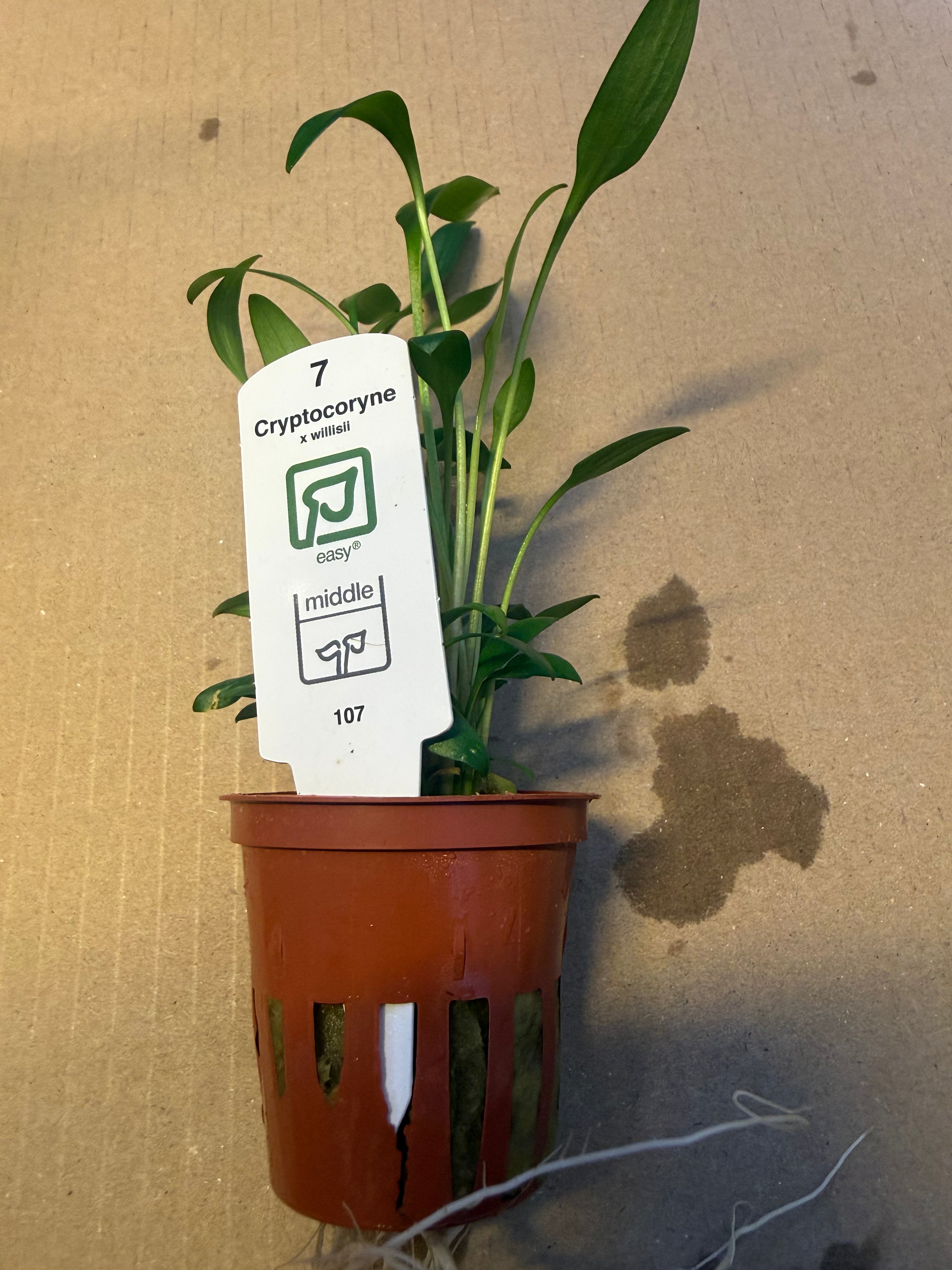Cryptocoryne X Willisii