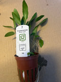 Cryptocoryne Wendtii ‘Green’
