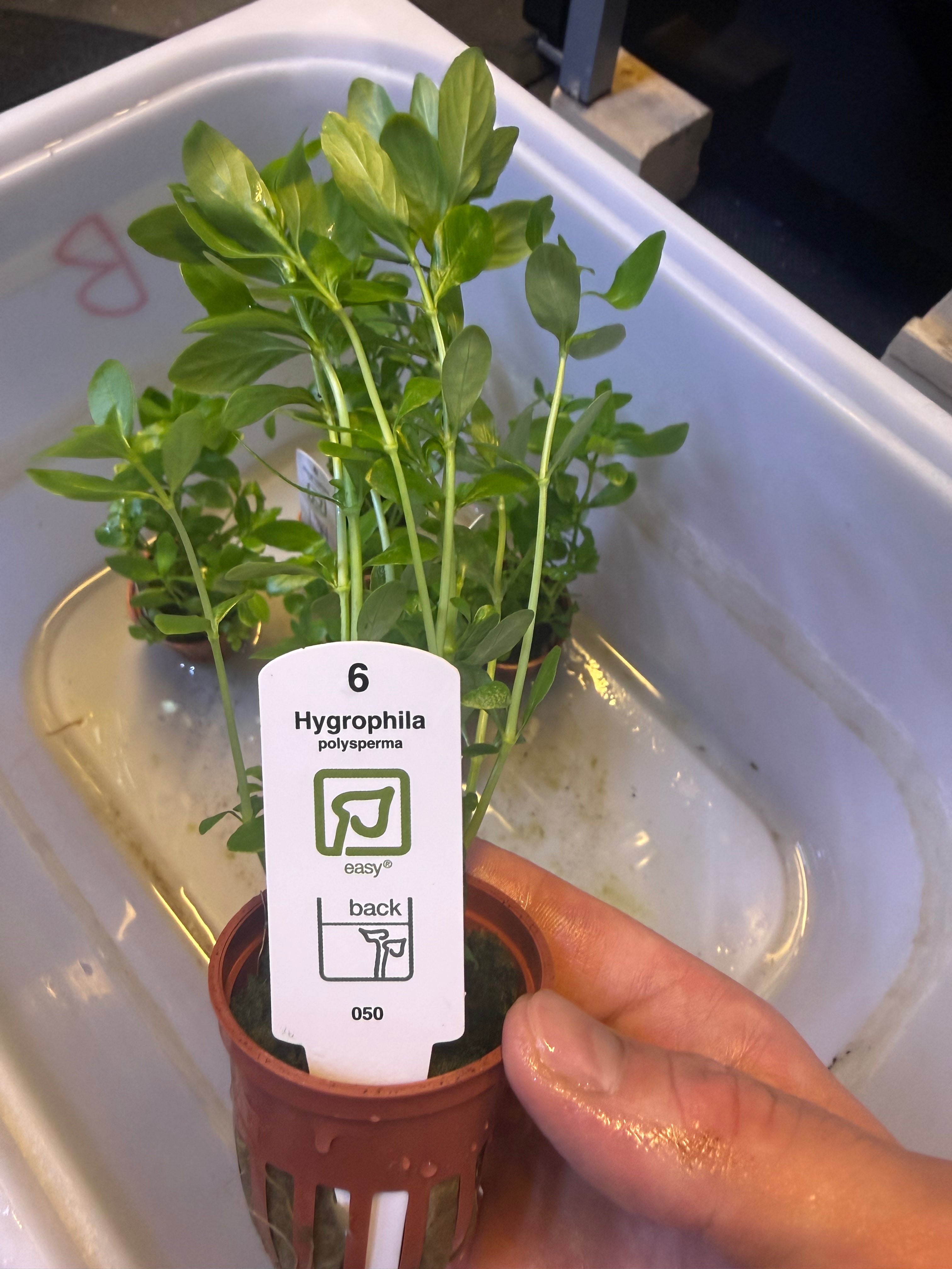Hygrophila Polysperma