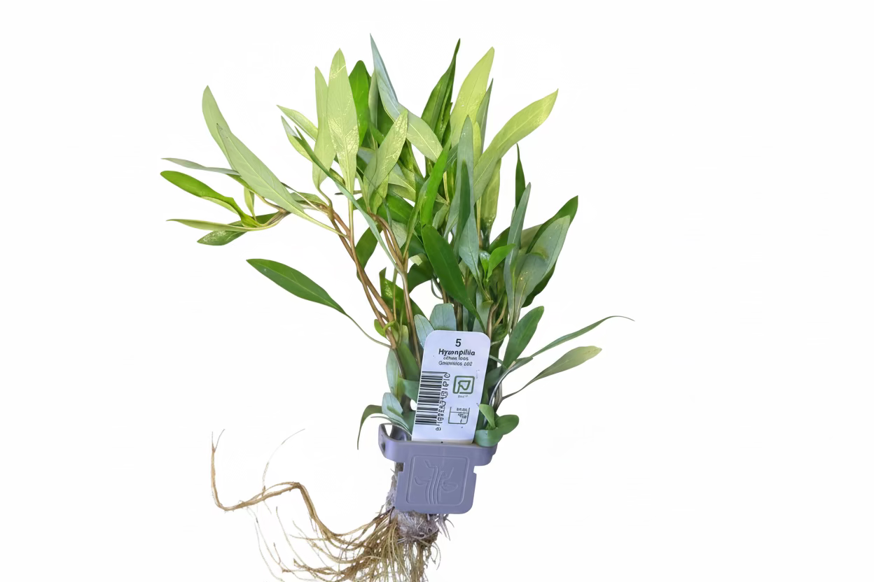 Hygrophila Corymbosa ‘Sismensis 53B’