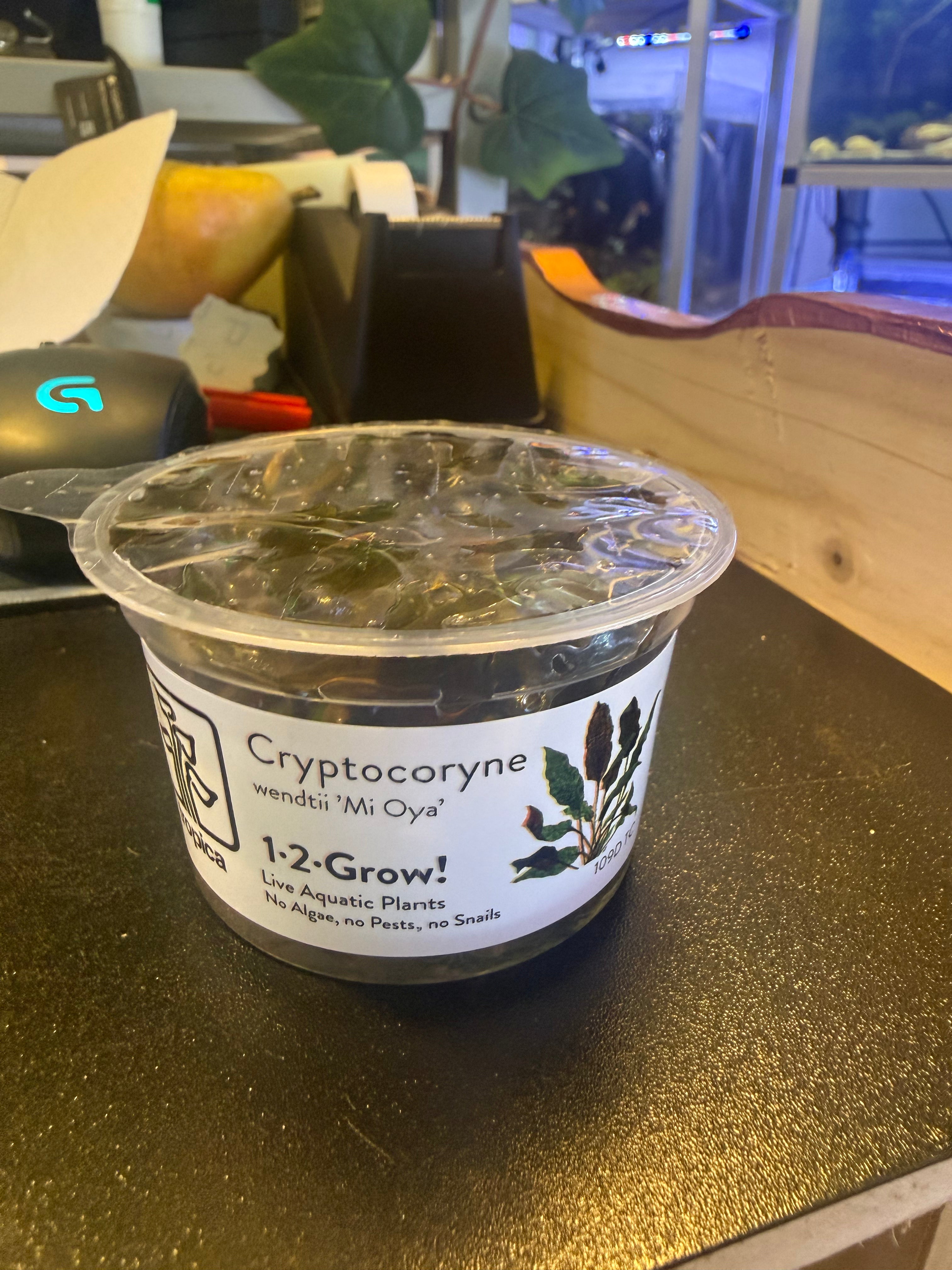 1-2 Grow Cryptocoryne Wendtii ‘Mi Oya’